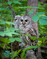 Barred Owlet and Female