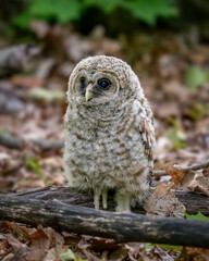 Barred Owlet