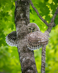 Barred Owlet