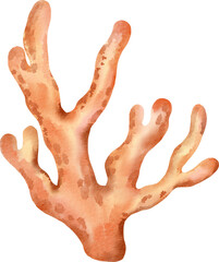 watercolor sea coral