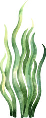 watercolor seaweed green © Je