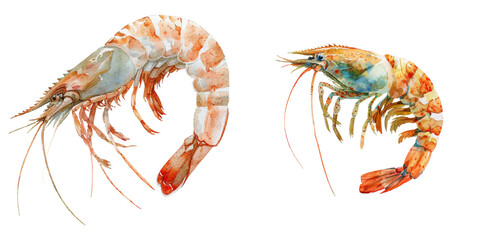 shrimp watercolor vector illustration
