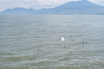 Scenic view of a white heron flying over calm Chapala Lake with mountain range in the distance