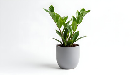 A small potted indoor plant for bedroom decor, centered on white background