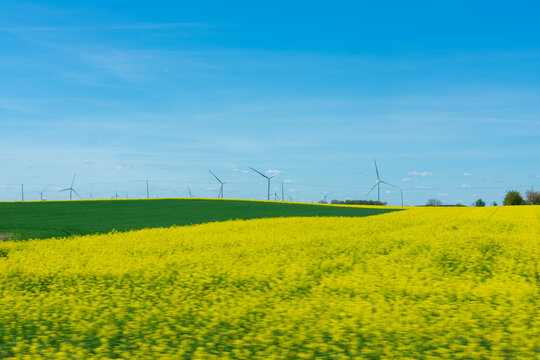 Field of yellow flowers with windmills in the background. The windmills are in the distance and are not visible in the foreground.