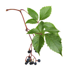 Closeup of small blue berries and green leaves of wild grape (Parthenocissus) isolated on white or transparent background