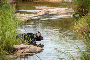 African buffalo male resting in river with oxpecker birds in Kruger National park, South Africa ;...