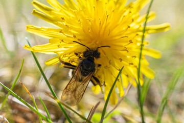 Wild bee pollinating a vibrant yellow dandelion flower in a sunlit meadow, close-up macro with...