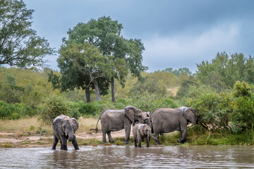 African bush elephant group drinking in waterhole front view in Greater Kruger National park, South...
