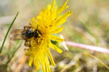 Wild bee pollinating a vibrant yellow dandelion flower in a sunlit meadow, close-up macro with natural background.