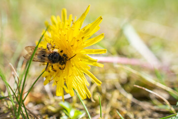 Wild bee pollinating a vibrant yellow dandelion flower in a sunlit meadow, close-up macro with natural background.