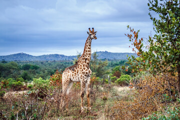 Giraffe standing in bush scenery  in Kruger National park, South Africa ; Specie Giraffa camelopardalis family of Giraffidae