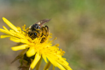 Close-up of a bee covered in pollen collecting nectar from a bright yellow dandelion flower on a sunny day.