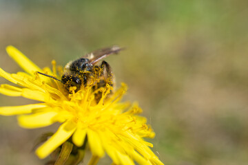 Close-up of a bee covered in pollen collecting nectar from a bright yellow dandelion flower on a sunny day.