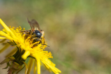 Close-up of a bee covered in pollen collecting nectar from a bright yellow dandelion flower on a sunny day.