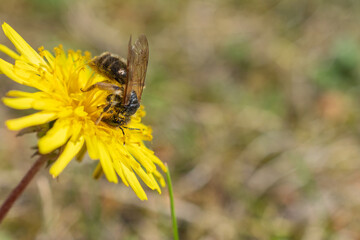 Close-up of a bee covered in pollen collecting nectar from a bright yellow dandelion flower on a sunny day.
