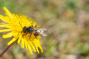 Close-up of a bee covered in pollen collecting nectar from a bright yellow dandelion flower on a sunny day.