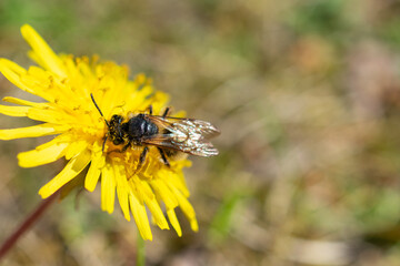 Close-up of a bee covered in pollen collecting nectar from a bright yellow dandelion flower on a sunny day.