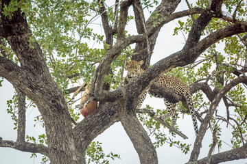 Leopard lying down in a tree watching his prey in Kruger National park, South Africa ; Specie Panthera pardus family of Felidae