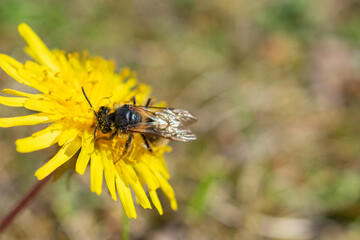 Close-up of a bee covered in pollen collecting nectar from a bright yellow dandelion flower on a sunny day.