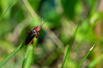 Macro shot of a soldier beetle perched on a blade of grass, vibrant natural green background in...