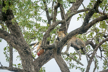 Leopard lying down in a tree watching his prey in Kruger National park, South Africa ; Specie...