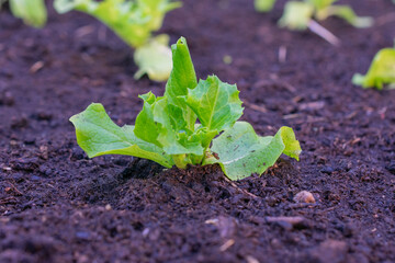 Small green plant is growing in the dirt. The plant is surrounded by dirt and has a small hole in the dirt.
