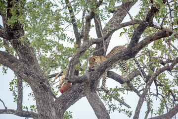 Leopard up in a tree watching his preyin Kruger National park, South Africa ; Specie Panthera...