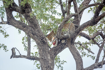 Leopard moving down a tree in Kruger National park, South Africa ; Specie Panthera pardus family of...