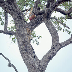 Leopard grooming in a tree watching his prey in Kruger National park, South Africa ; Specie...