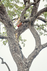 Leopard grooming in a tree watching his prey in Kruger National park, South Africa ; Specie...
