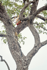 Leopard grooming in a tree watching his prey in Kruger National park, South Africa ; Specie...