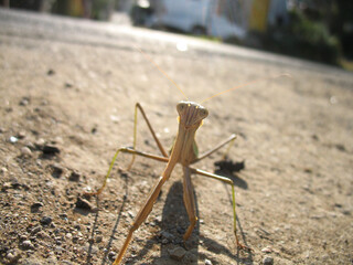 カマキリ