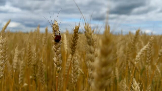 A parasitic beetle belonging to the family of scarabs feeds on wheat ears, causing damage to the crop. Anisoplia austriaca.