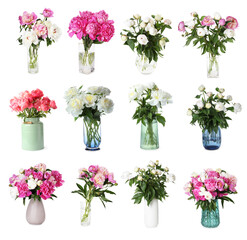 Peony bouquets in vases isolated on white, set