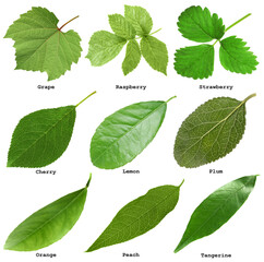 Fresh green fruit leaves and names on white background, collage