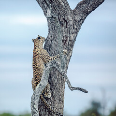 Leopard climbing a tree to reach his prey in Kruger National park, South Africa ; Specie Panthera...