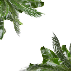 Green tropical leaves of different plants on white background