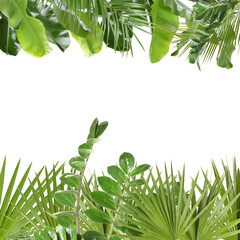 Green tropical leaves of different plants on white background