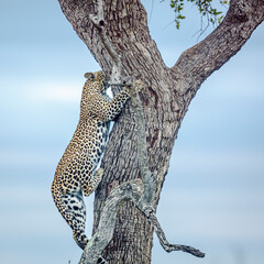 Leopard climbing a tree to reach his prey in Kruger National park, South Africa ; Specie Panthera...