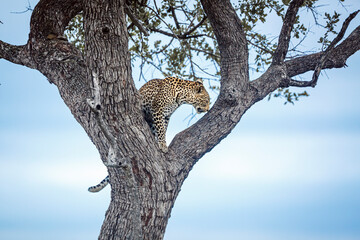 Leopard climbing a tree to reach his prey in Kruger National park, South Africa ; Specie Panthera...