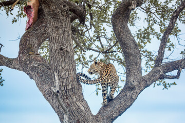 Leopard climbing a tree to reach his prey in Kruger National park, South Africa ; Specie Panthera...