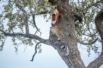 Leopard climbing a tree to reach his prey in Kruger National park, South Africa ; Specie Panthera...