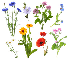 Wildflowers on white background, set. Different blooming plants