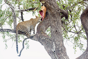 Leopard eating his prey in a tree in Kruger National park, South Africa ; Specie Panthera pardus...