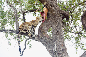 Leopard eating his prey in a tree in Kruger National park, South Africa ; Specie Panthera pardus...
