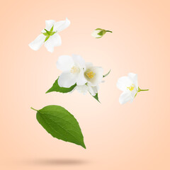 Obraz premium Beautiful jasmine flowers flying against pink beige background