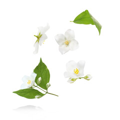 Beautiful jasmine flowers flying against white background