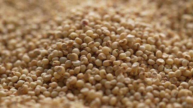 Macro video of jowar or great millets. Close up video of sorghum on rotating disk.