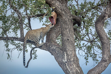 Leopard eating his prey in a tree in Kruger National park, South Africa ; Specie Panthera pardus...
